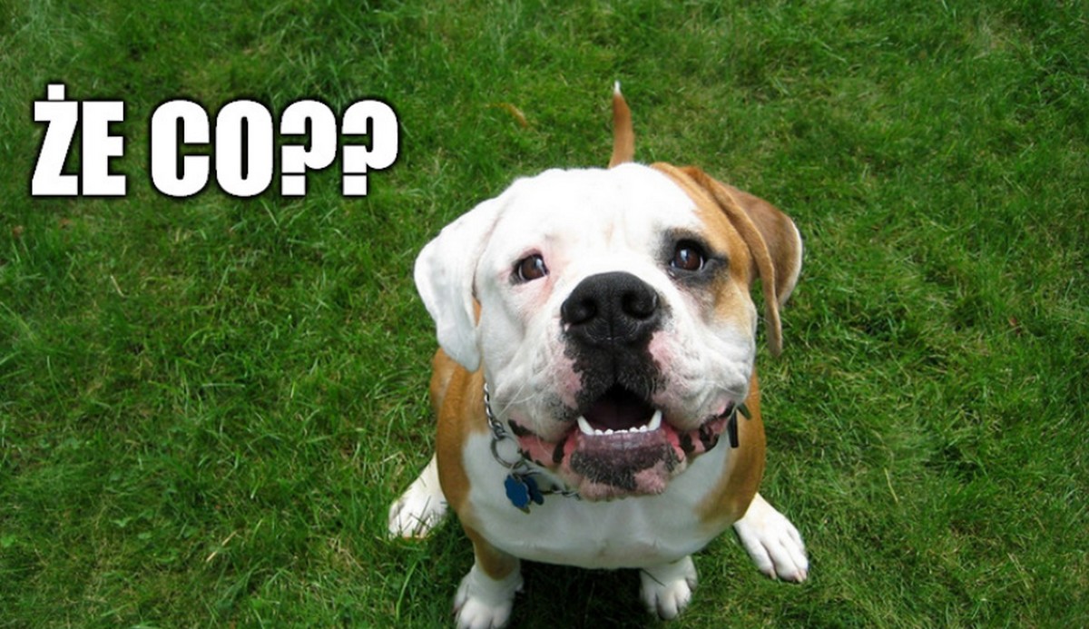 Włochy: burmistrz jednego z miasteczek zakazał psom szczekać