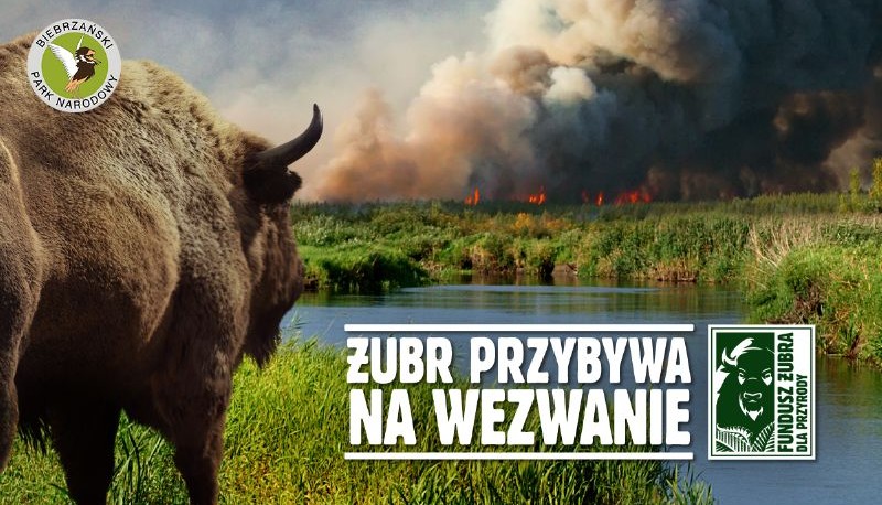 Fundusz Żubra pomaga Biebrzańskiemu Parkowi Narodowemu
