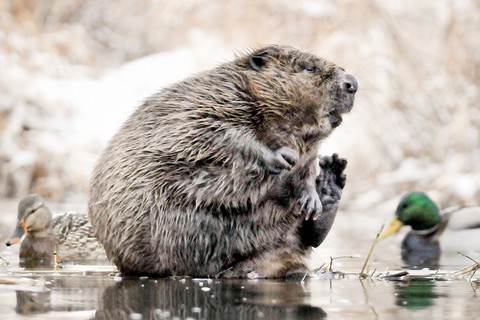 Państwowa spółka wypuściła ścieki do rzeki Bóbr. Zapłaci mandat 100 złotych