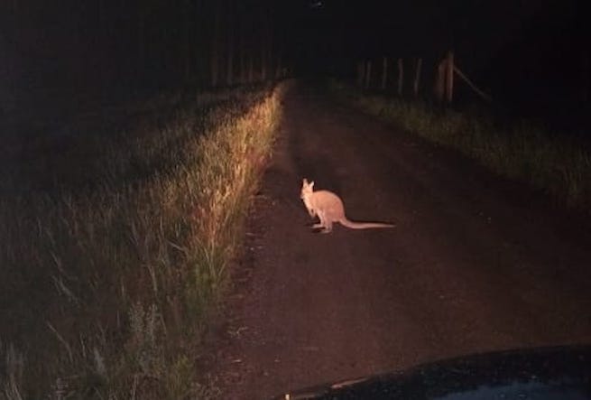 Odnaleziono kangura Wojtusia, który 2 tygodnie temu uciekł z Gorenia Dużego