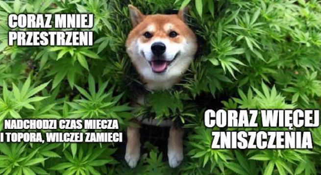 Tomaszów Mazowiecki: policja zlikwidowała dziko rosnące konopie indyjskie, nawet 400 krzaków