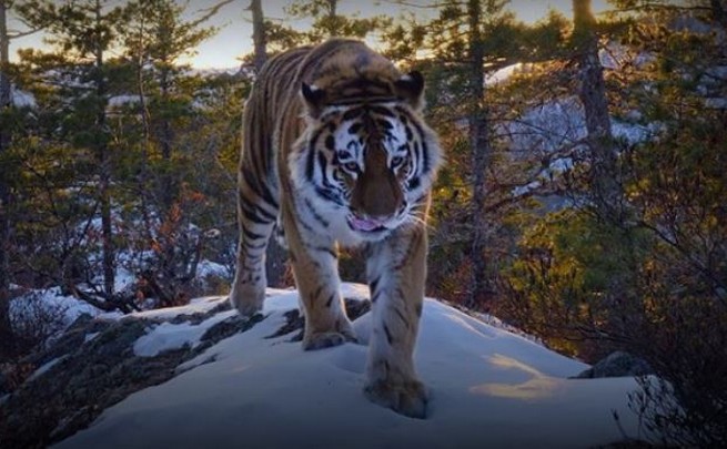 Netflix udostępnia filmy edukacyjne za darmo, w tym "Nasza Planeta"