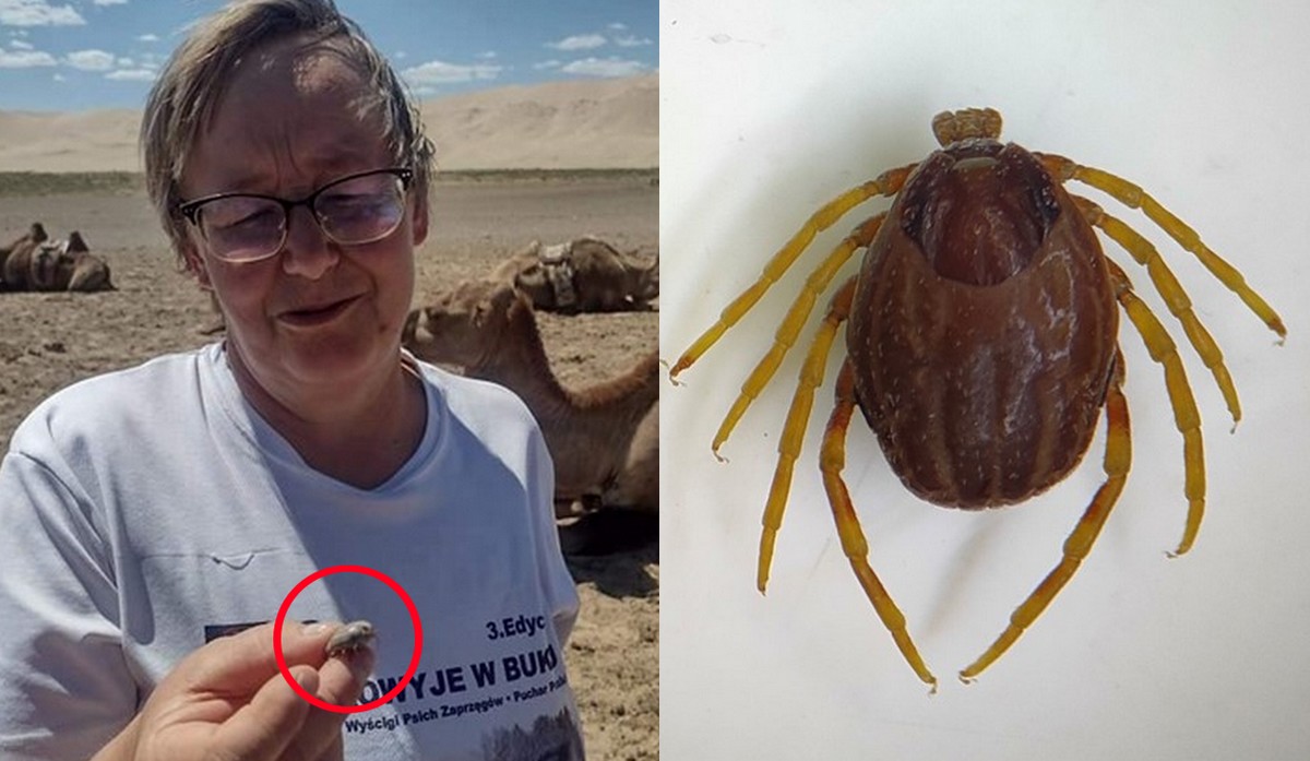 Nowy gatunek kleszcza blisko Polski: biega, śledzi ofiarę, większy i groźniejszy