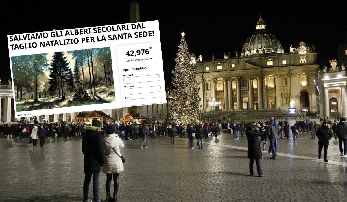 40 000 osób w petycji prosi papieża, żeby odpuścił sobie 200-letnią jodłę jako choinkę na święta
