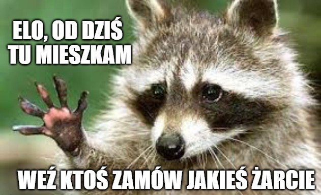 Szop pracz wprowadził się do ZOO i teraz ZOO musi go utrzymywać