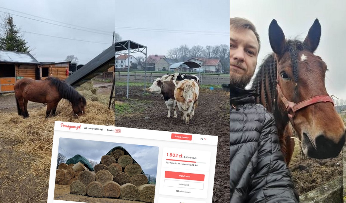 Przystani Ocalenie brakuje siana takiego z trawy i takiego w złotówkach, trwa zbiórka i chyba się uda