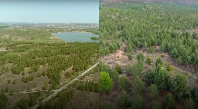 Chiny wzięły i zalesiły sobie pustynię w prowincji Shaanxi