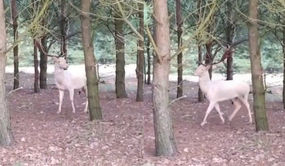 Bory Tucholskie: po lesie chodzi daniel albinos i wygląda jak duch jelenia szukający pomsty na myśliwych