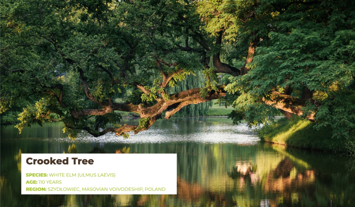 "Krzywe Drzewo" z Szydłowca walczy o tytuł Europejskiego Drzewa Roku, głosowanie trwa do 22 lutego