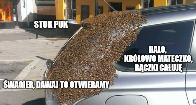 20 000 pszczół przez 2 dni latało za samochodem, żeby uratować królową