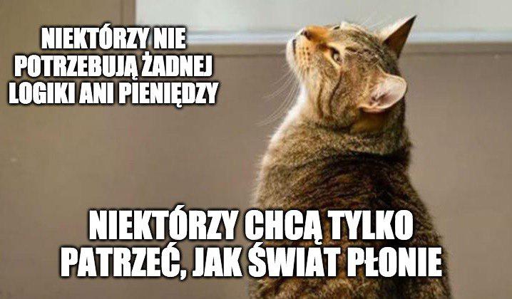USA: kot ze schroniska stał się sławny, bo wypuszczał inne koty z klatek