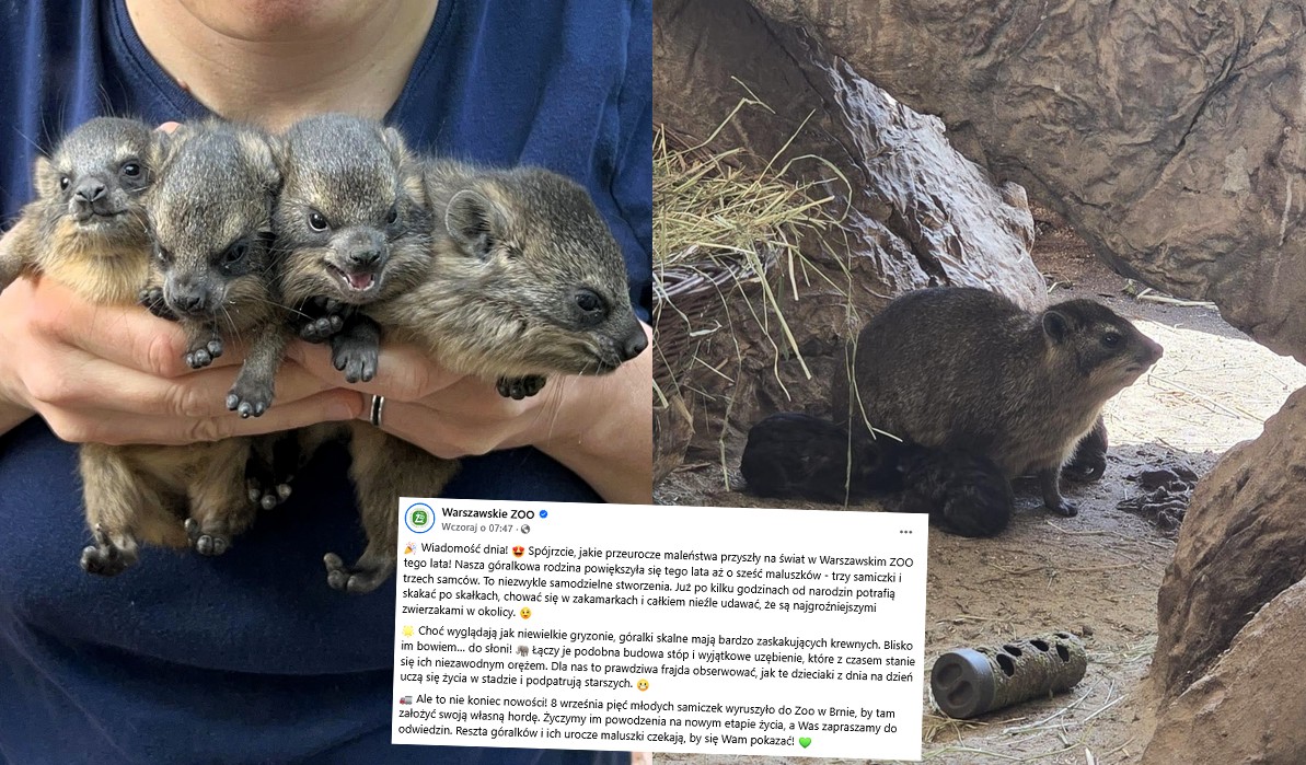 Warszawa: w zoo urodziło się sześć góralek skalnych, gryzoni będących dalekimi kuzynami słoni