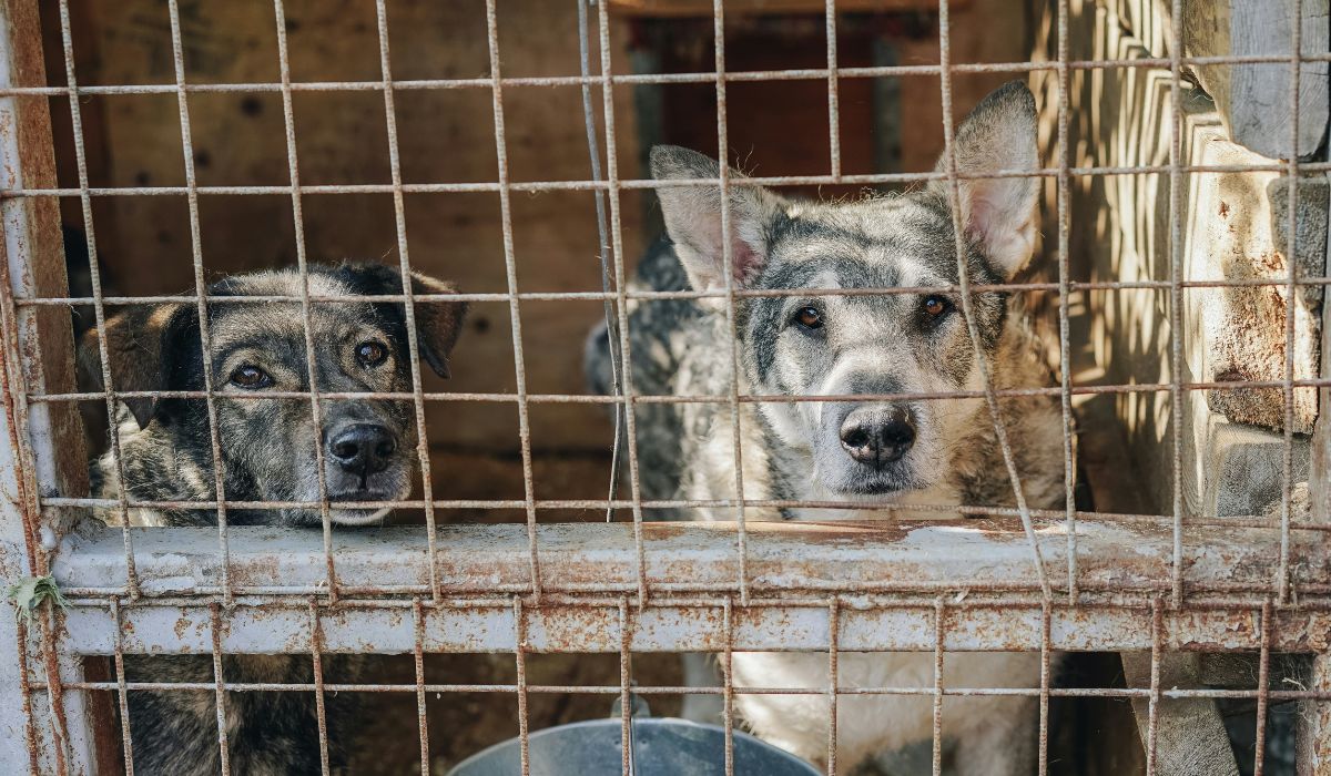 Suwałki dopłacą adoptującym stare psy 1500 zł, tak na dobry początek