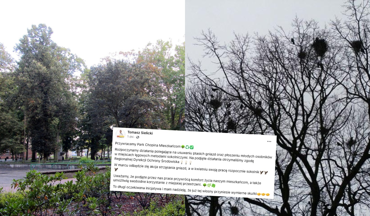 Świebodzin: burmistrz zapowiedział eksmisję ptaków z parku poprzez wywalanie gniazd