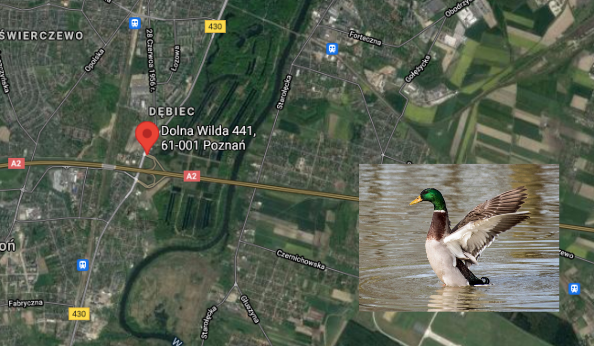 Poznań: jakiś typ w Audi wjechał w kaczki i chcemy, żeby został złapany: białe A8 z czarnymi felgami i o obniżonym nadwoziu