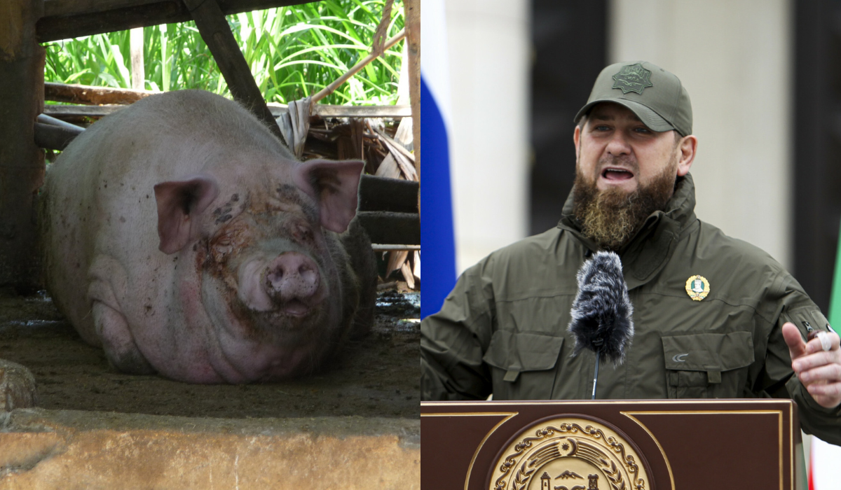 Ukraińcy uzyskali nową krzyżówkę świni z dużą ilością smalcu i nazwali ją "Kadyrow" 