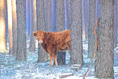 Krowa uciekła przed rzeźnikiem i od miesiąca ukrywa się w lesie
