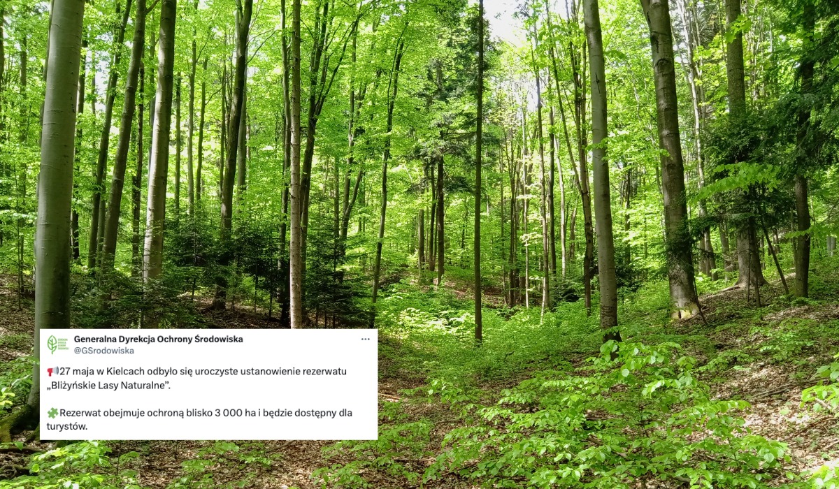 Świętokrzyskie: utworzono nowy rezerwat przyrody, Bliżyńskie Lasy Naturalne mają prawie 3000 hektarów