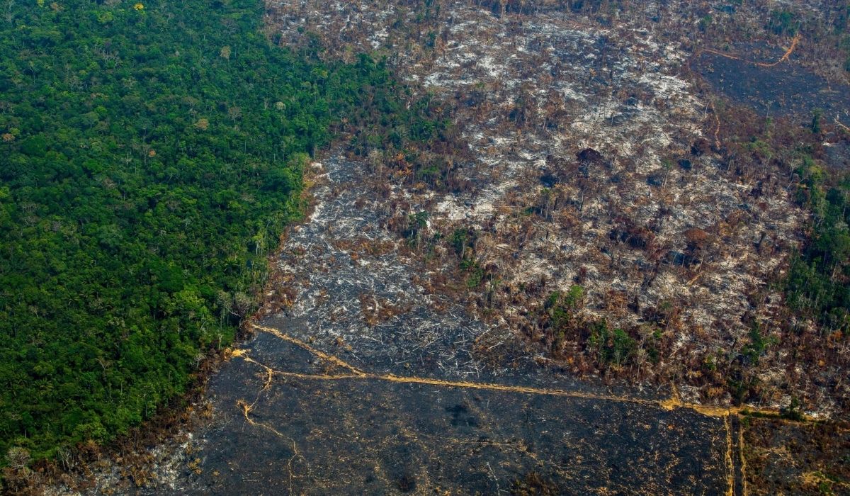BBC: na Facebooku można nielegalnie kupić sobie kawałek Puszczy Amazońskiej