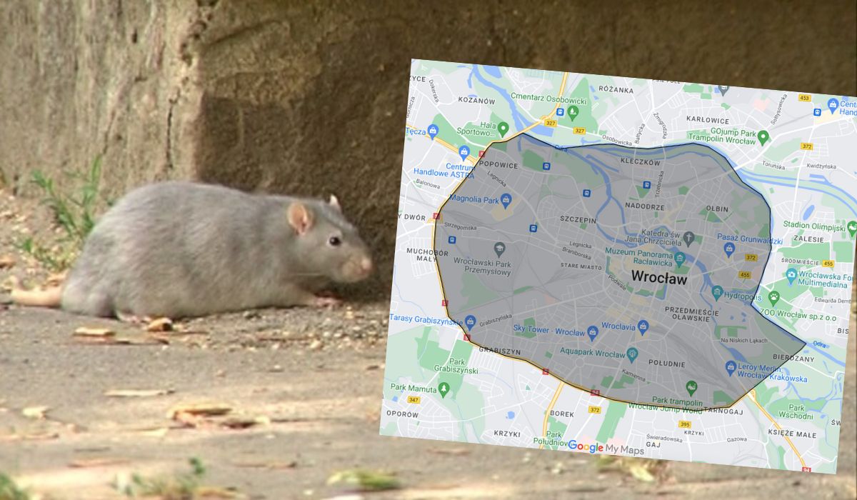 Wrocław: szczury stały się takim problemem, że władze miasta wyznaczyły specjalną "strefę zagrożenia"