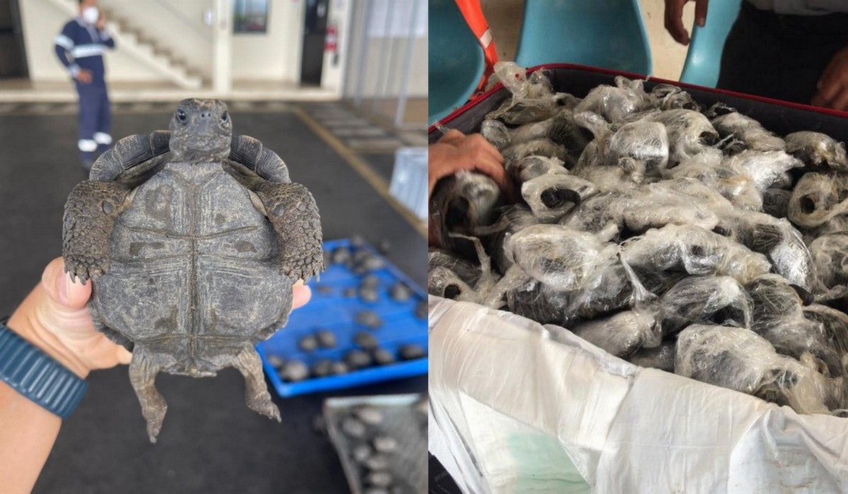 Galapagos: ktoś chciał wywieźć prawie 200 żywych żółwi w walizce