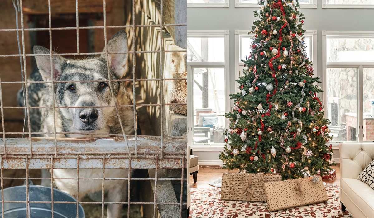 Schroniska wstrzymują adopcje, bo wiele osób wciąż chce "dać zwierzaka na prezent"