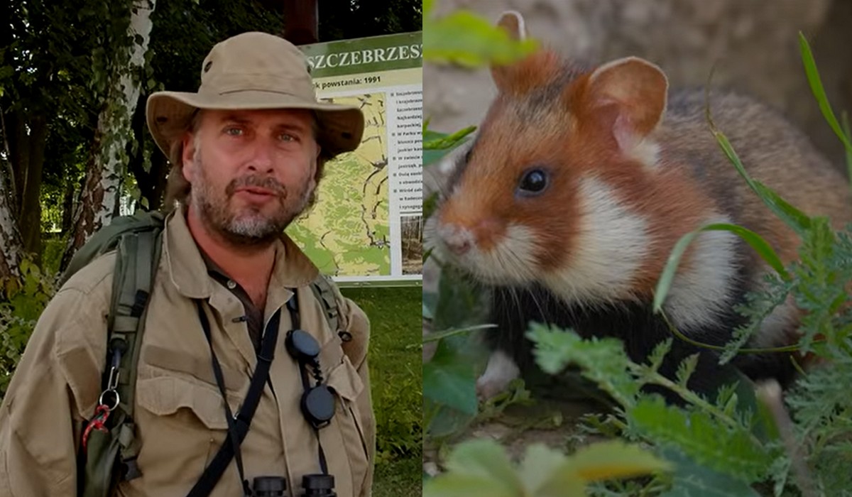 Lublin: dzikie chomiki wymierają na zawsze, Wajrak alarmuje