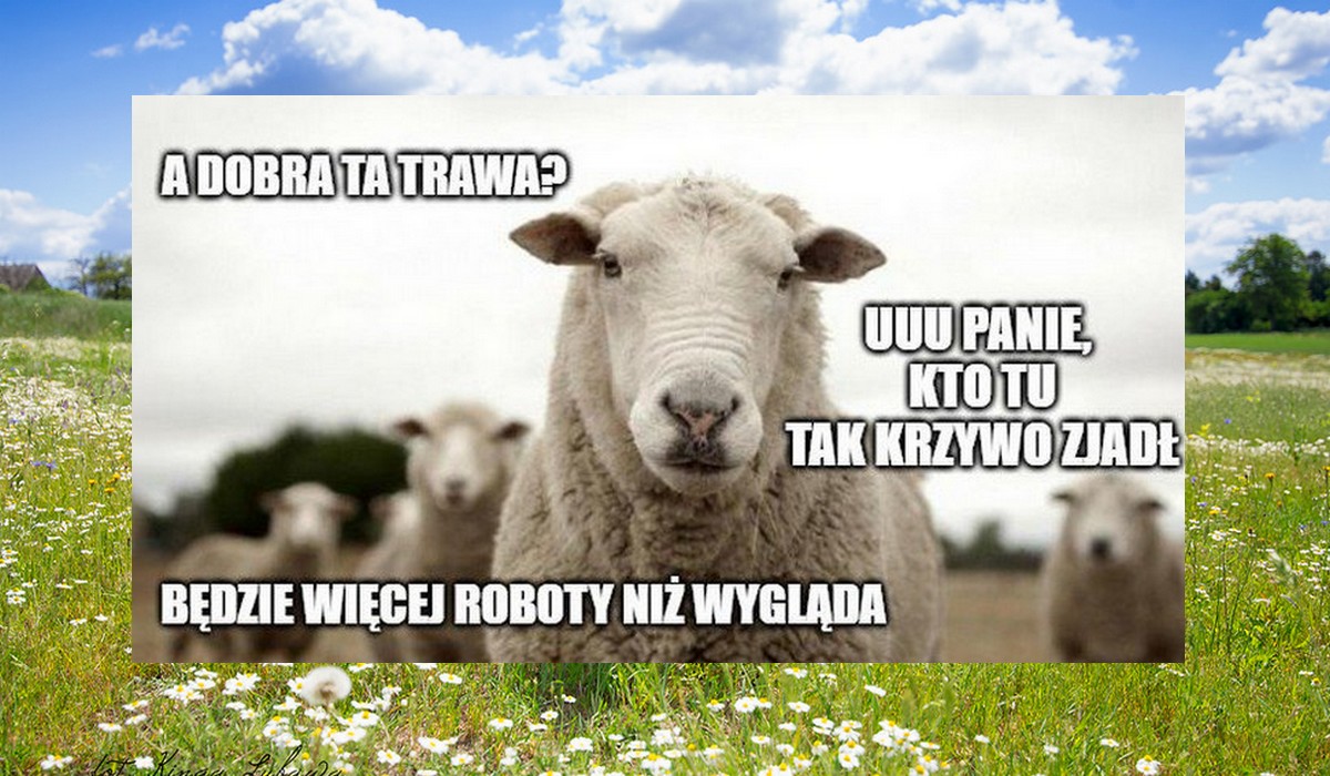 Gdańsk zainwestuje w owce i wykorzysta je do pracy jako żywe kosiarki