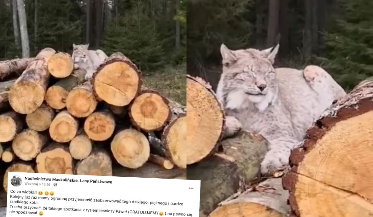 Patrz, jak superrzadki ryś zażywa relaksu na stosie drewna