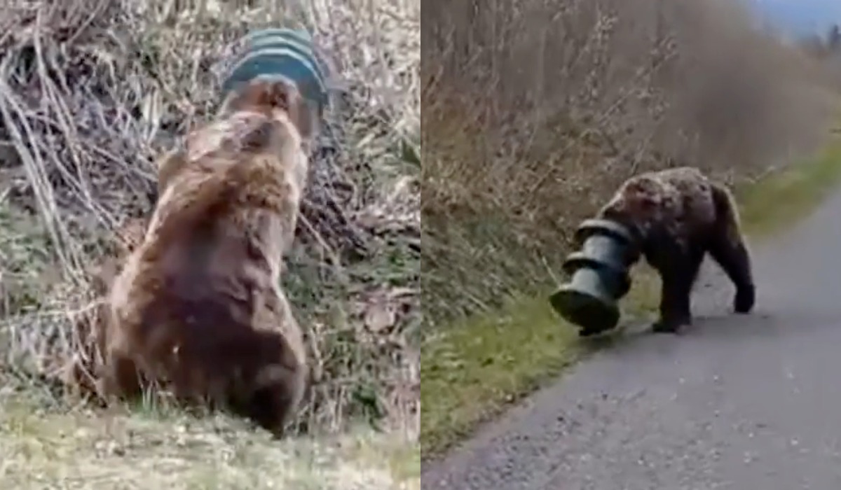 Ratownicy uratowali niedźwiedzia błąkającego się po Tatrach z kubłem na głowie