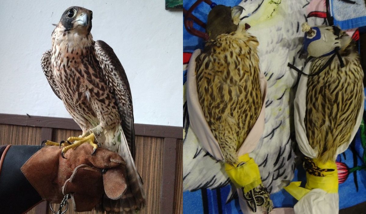 Służby przyłapały w Medyce faceta, który przewoził pięć dzikich sokołów, na czarnym rynku warte fortunę