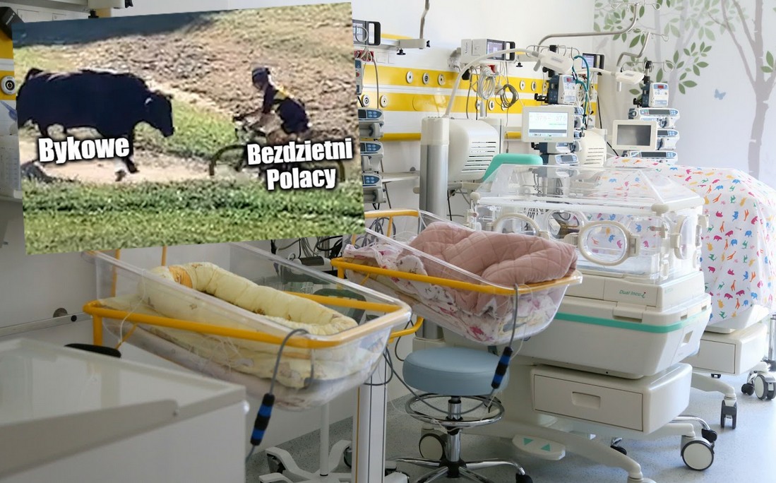 Posłowie przyjrzeli się petycji ws. "bykowego" i uznali, że to raczej słaby pomysł