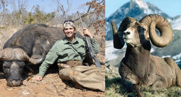 Syn Donalda Trumpa zabił owcę rzadkiego gatunku. Pozwolenie dostał po fakcie