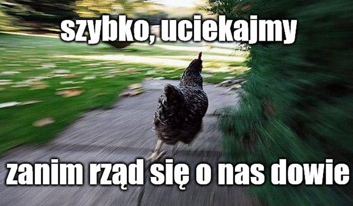 Przez zmiany w prawie każdy, kto ma kury albo chociaż jedną, musi zgłosić się do specjalnego rejestru