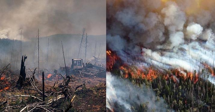 Tajga płonie od kilku dni, rząd Rosji czeka, aż sama zgaśnie bo "nie opłaca się gasić”