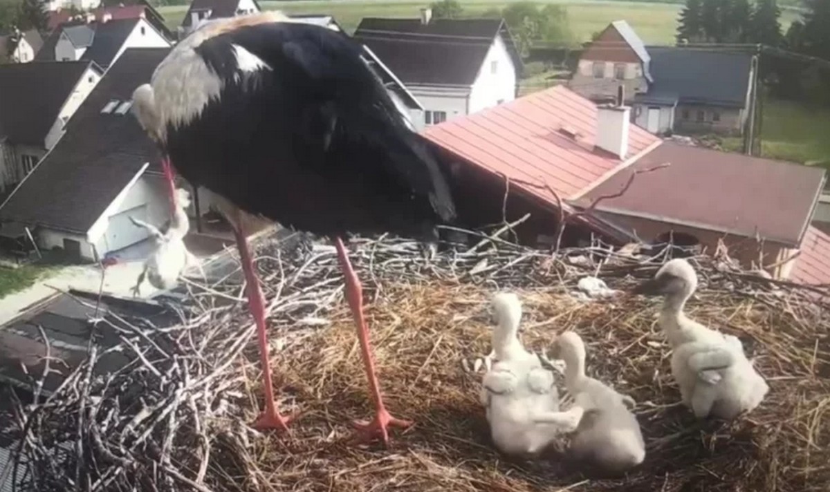 Czechy: bociani ojciec wyrzucił jedno z piskląt, które samotnie wychowywał