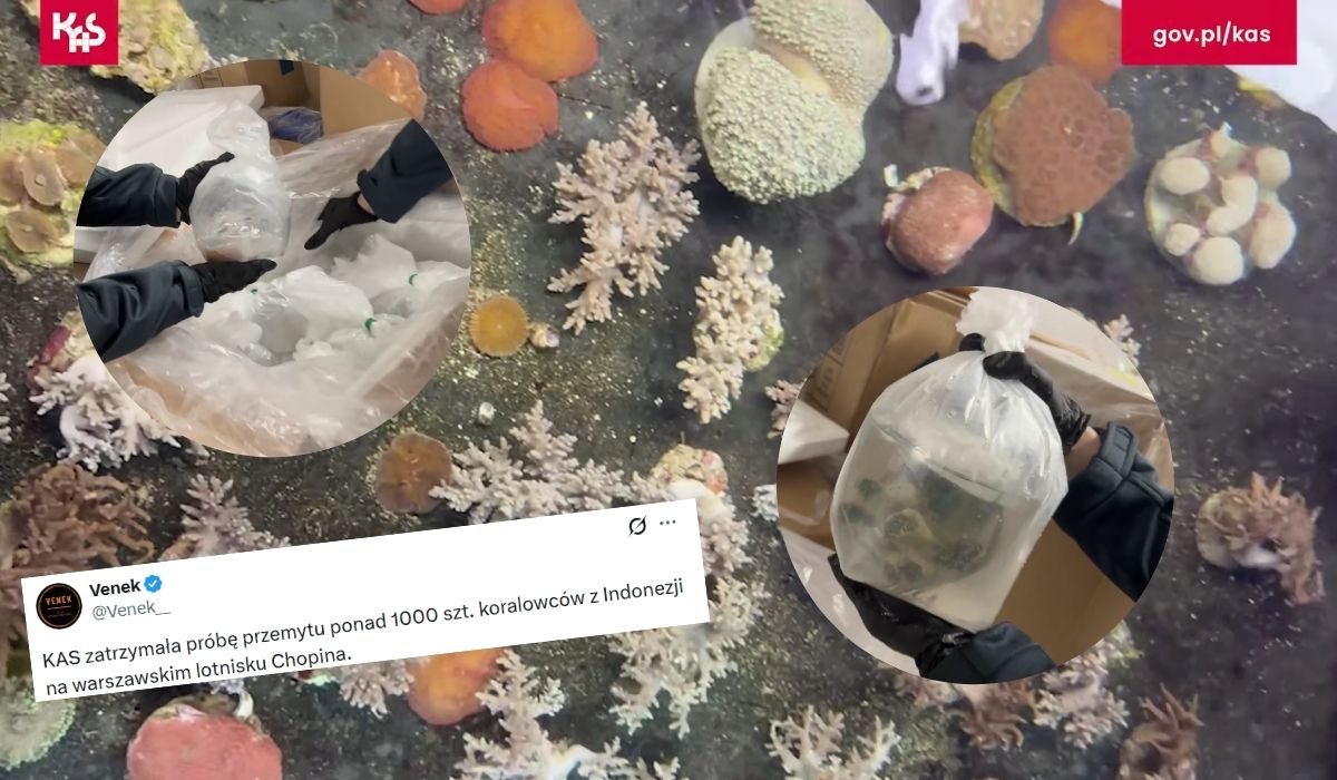 Warszawa: służby zatrzymały próbę przemytu 1,5 tony rafy koralowej z Indonezji