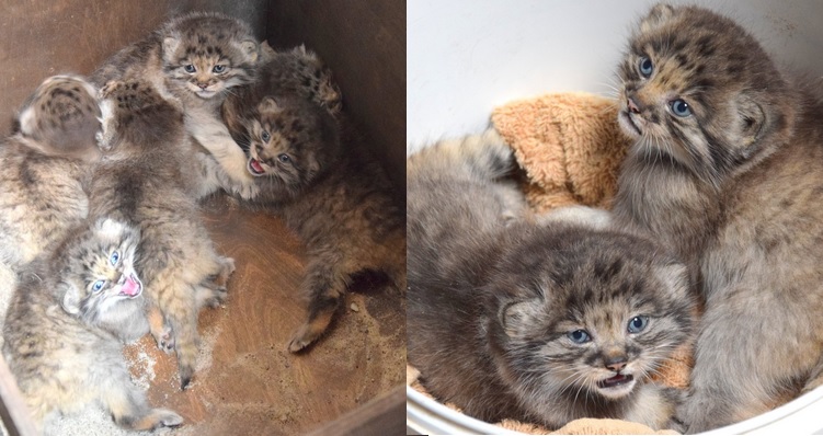 Poznań: w zoo urodziły się manule, niezwykle rzadkie kociaki