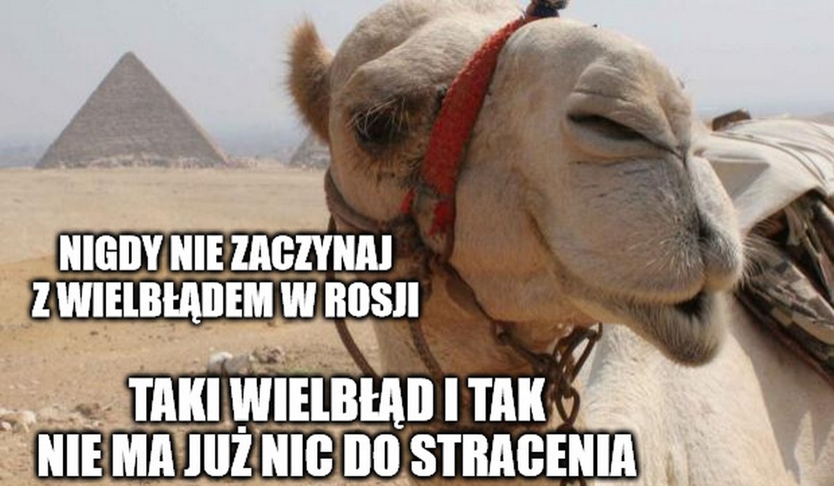 Rosja: mężczyzna zaatakował wielbłąda i przegrał, zwierzę najpierw mu oddało, a potem zadeptało