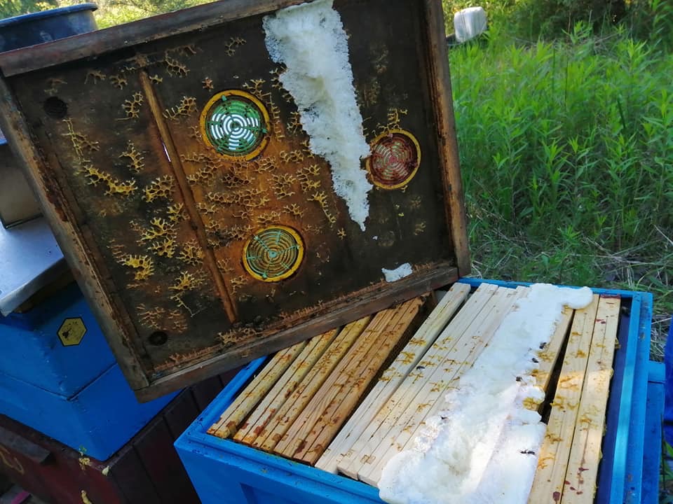 Kolejne celowe wybicie pszczół, sprawca wpuścił w ule piankę murarską