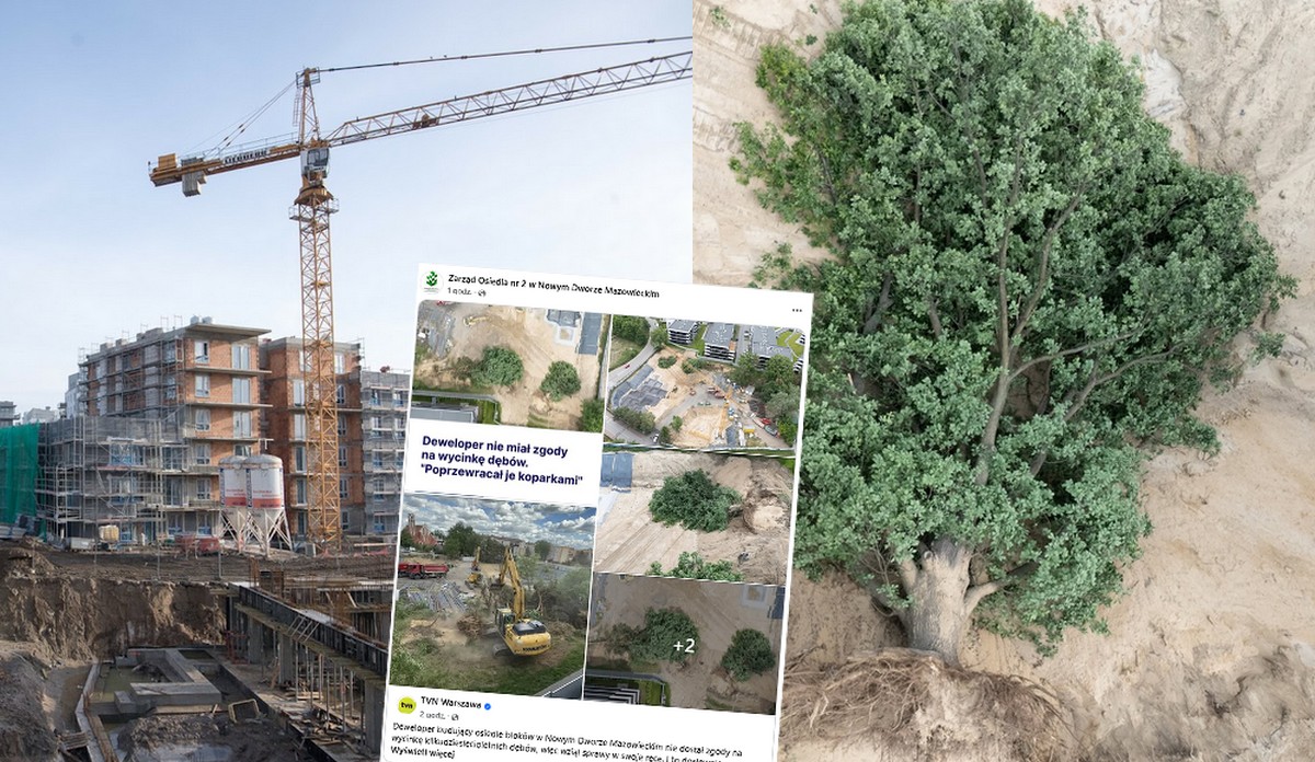 Nowy Dwór Mazowiecki: deweloper nie miał zgody na wycinkę, obraził się i poprzewracał zdrowe dęby koparką