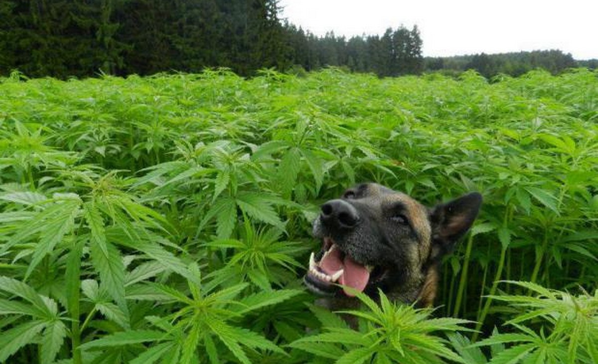 Z listy najbardziej niebezpiecznych narkotyków znikną konopie indyjskie, no bo bądźmy poważni