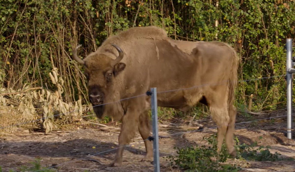 W Wielkiej Brytanii wypuszczono bizony, żeby żyły sobie dziko i pomagały przywrócić bioróżnorodność
