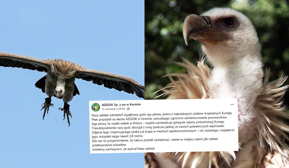 Z jakiegoś powodu Polska stała się atrakcyjna dla sępów, zanotowano kolejnego osobnika