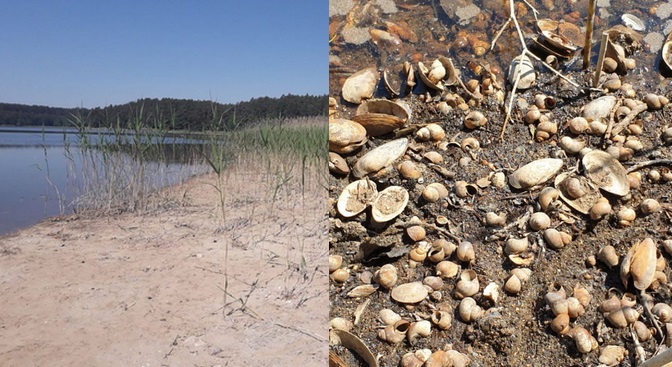 Elektrownia gwałtowanie spuściła wodę z jeziora. "Zginęło tysiące organizmów" 