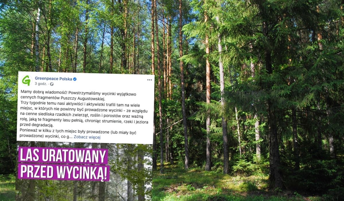 Greenpeace: udało się ocalić przed wycinką kawałek Puszczy Augustowskiej