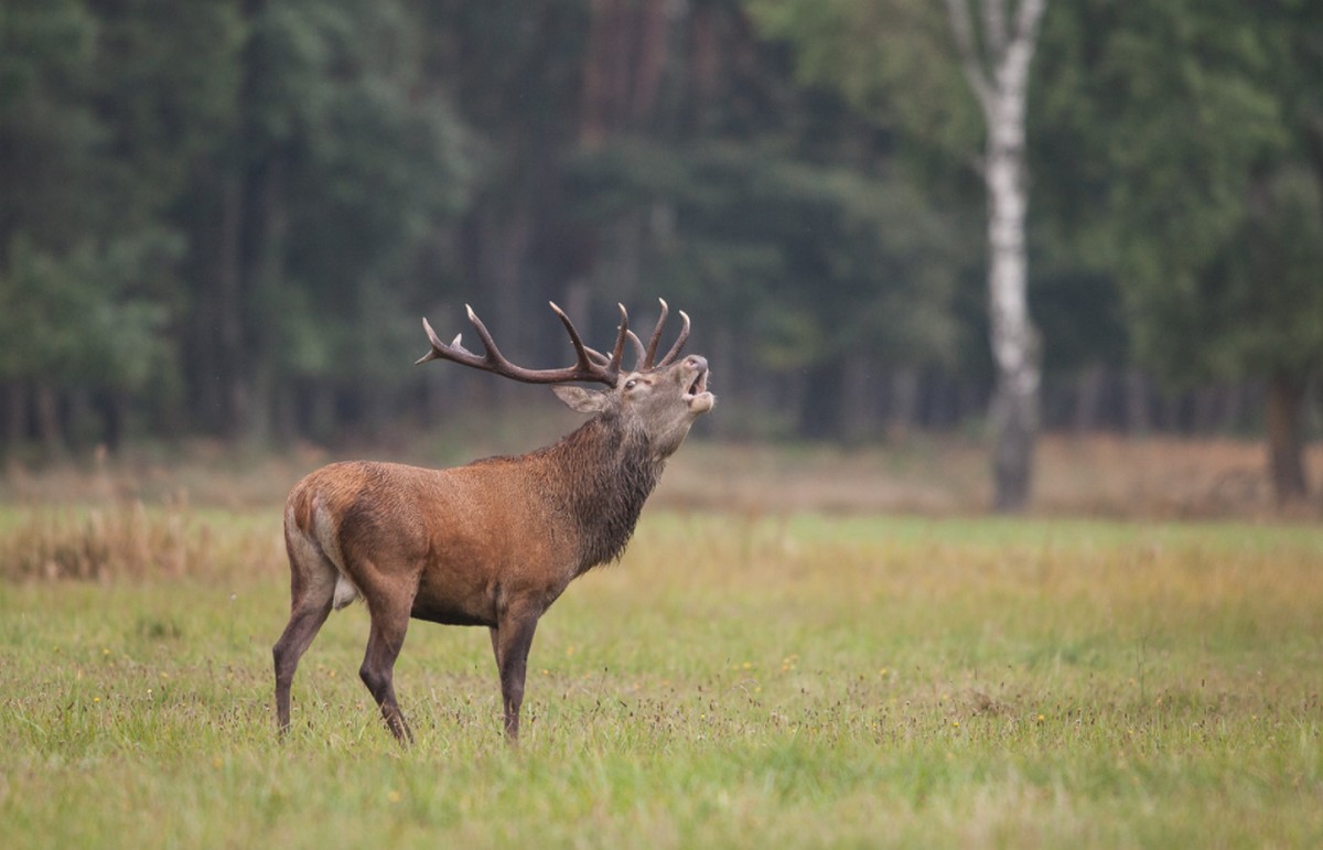 Warmińsko-mazurskie: jeleń napadł na czwórkę grzybiarzy i brutalnie ich trykał