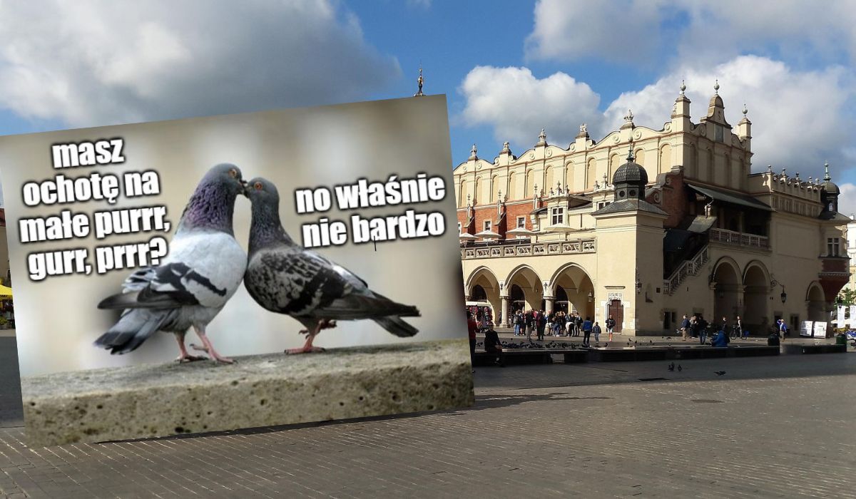 Kraków uruchamia pilotażowy program antykoncepcji dla gołębi, będzie dodawana do ziarna kukurydzy