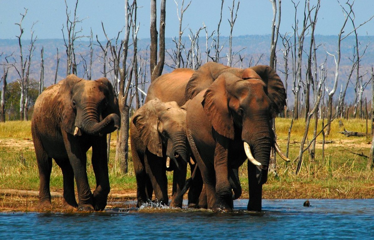 Tajlandia: ratownik medyczny uratował słonia wykonując mu masaż serca