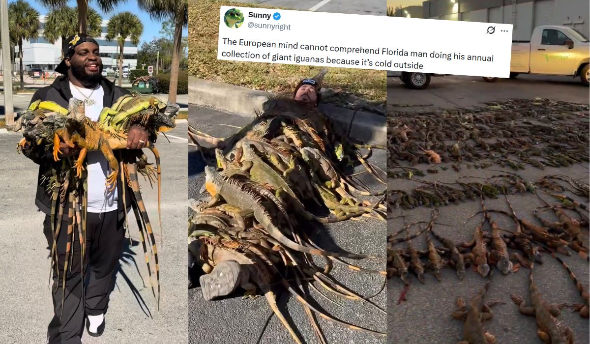 Floryda: rzadki atak mrozów sprawia, że trzeba zbierać iguany, które spadają z drzew